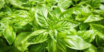 The Basil Leaf For Lung Support