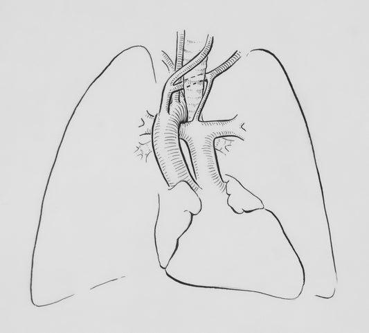 Understanding Respiratory Wellness Holistically