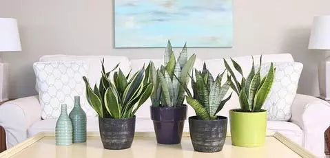 Snake Plant And Air Quality